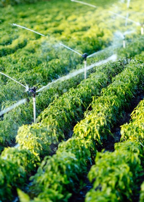 shutterstock_525934054